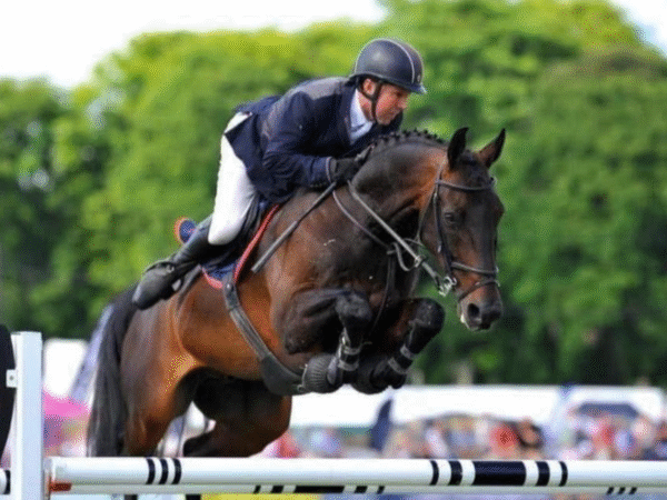 Showjumping competition
